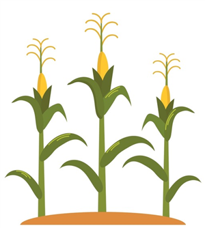 Corn Stalks
