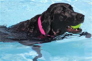 Dog Splash
